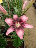 [4069 Thesiri Mak No02.JPG]